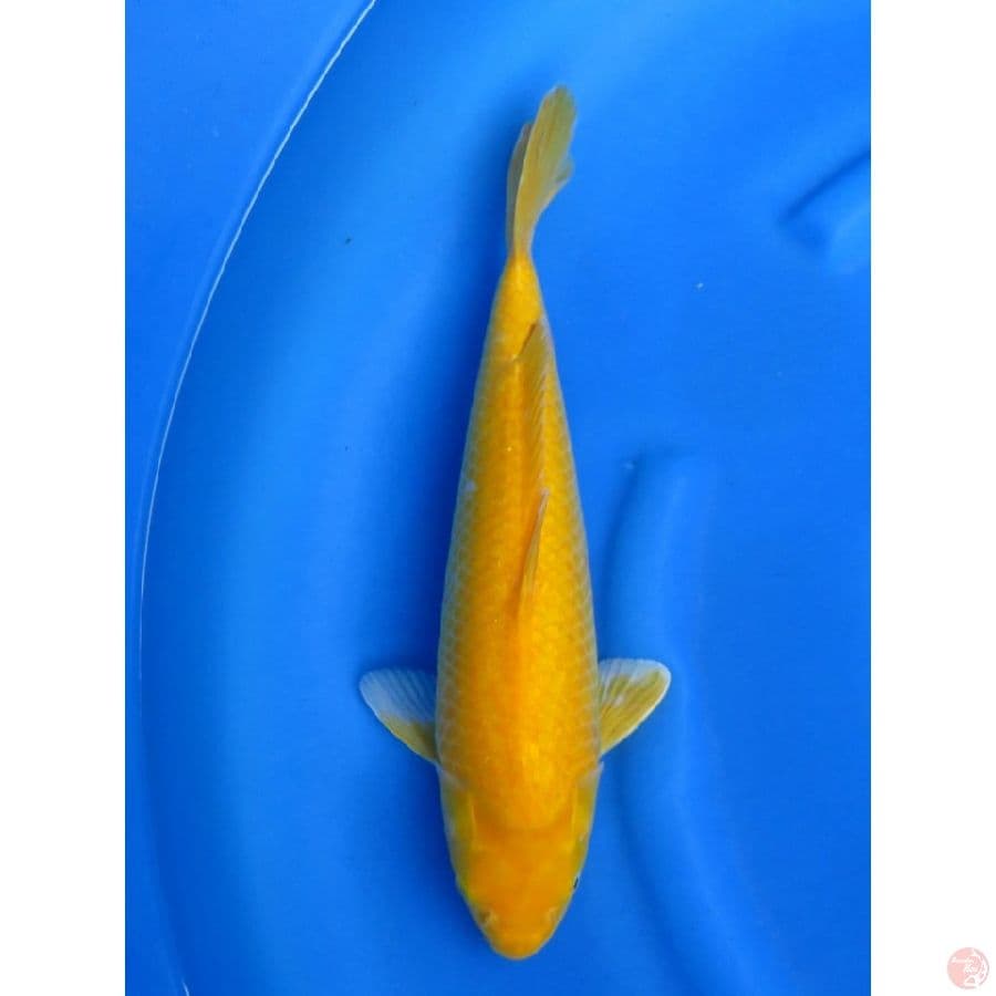39cm , Karashi Bulky