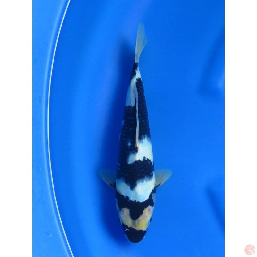 30cm , Shiro Jet Black