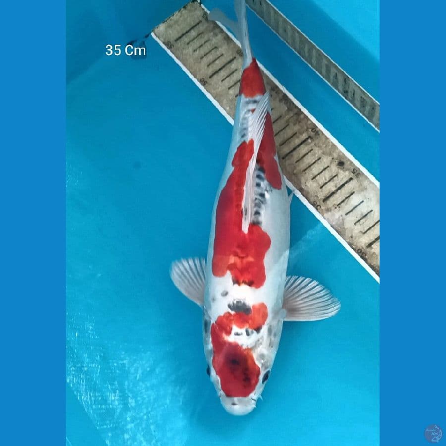 Beni Kiko 35 Cm