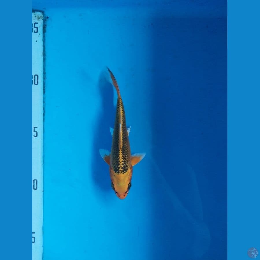 Kin Matsuba Bahan Keep Super