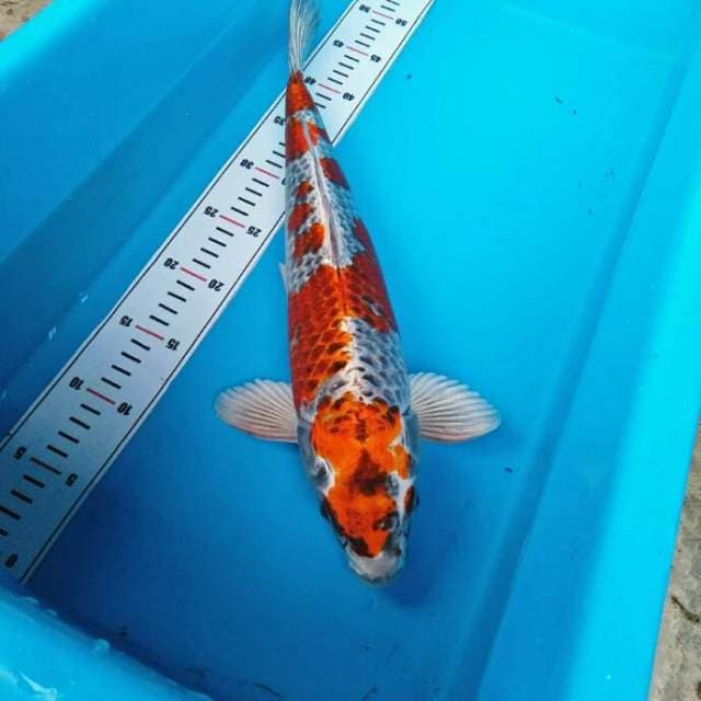 Kujaku.size.40bu