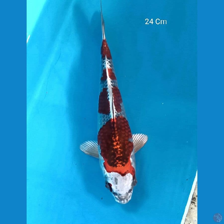 Super Beni Ginga 24 Cm