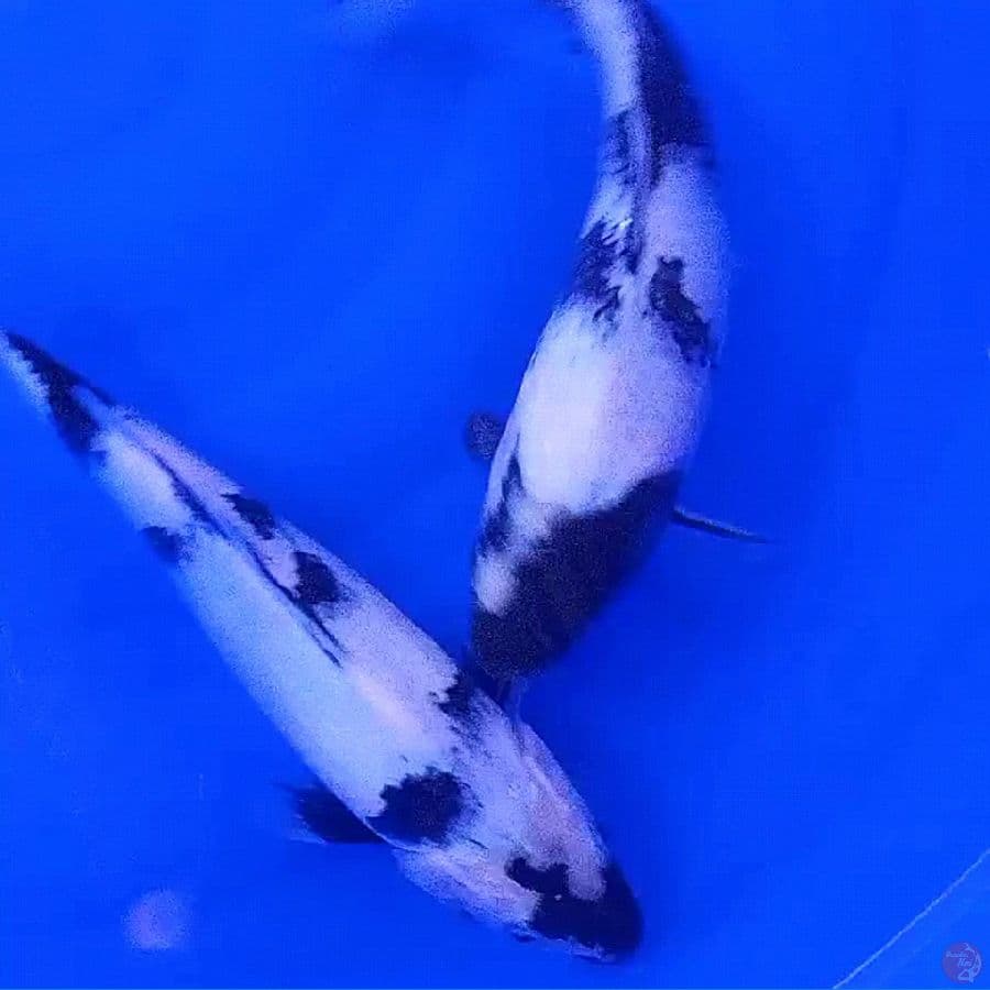 2 shiro ursuri 30 cm