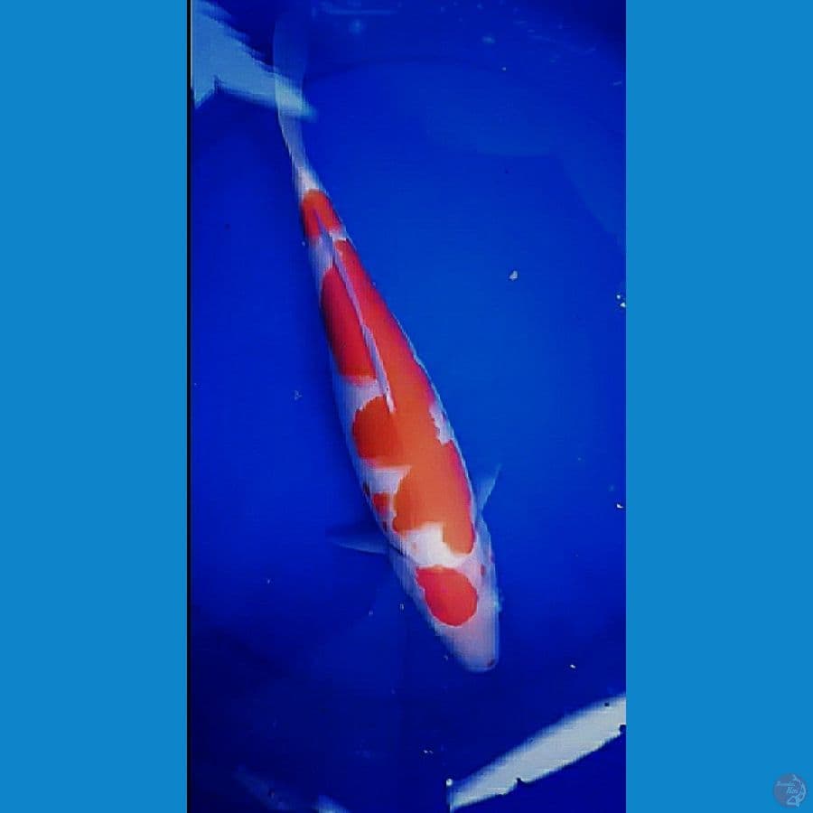 Kohaku Good