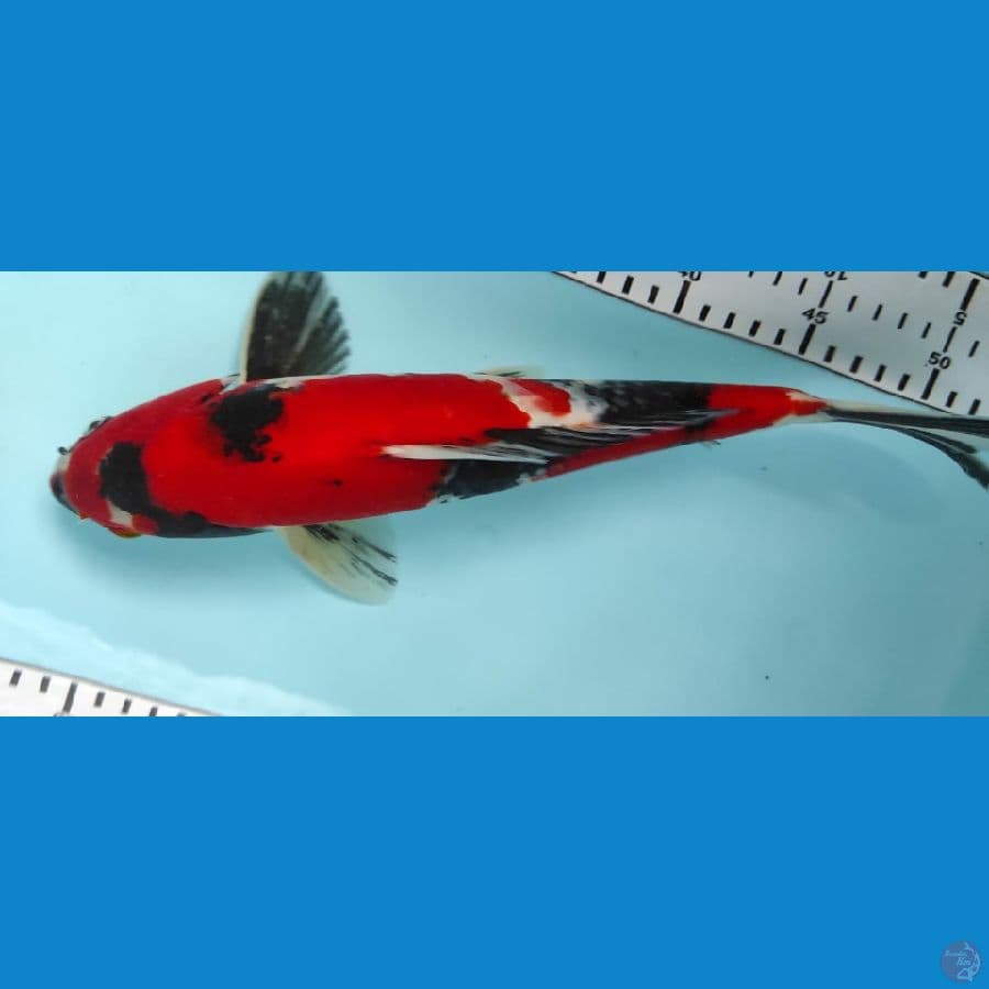 33cm showa jantan