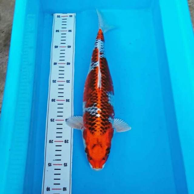 Kujaku.size.40bu