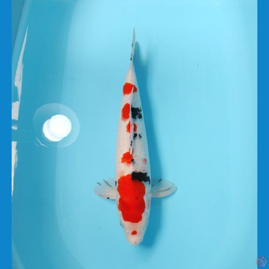 SANKE 43 CM - MALE