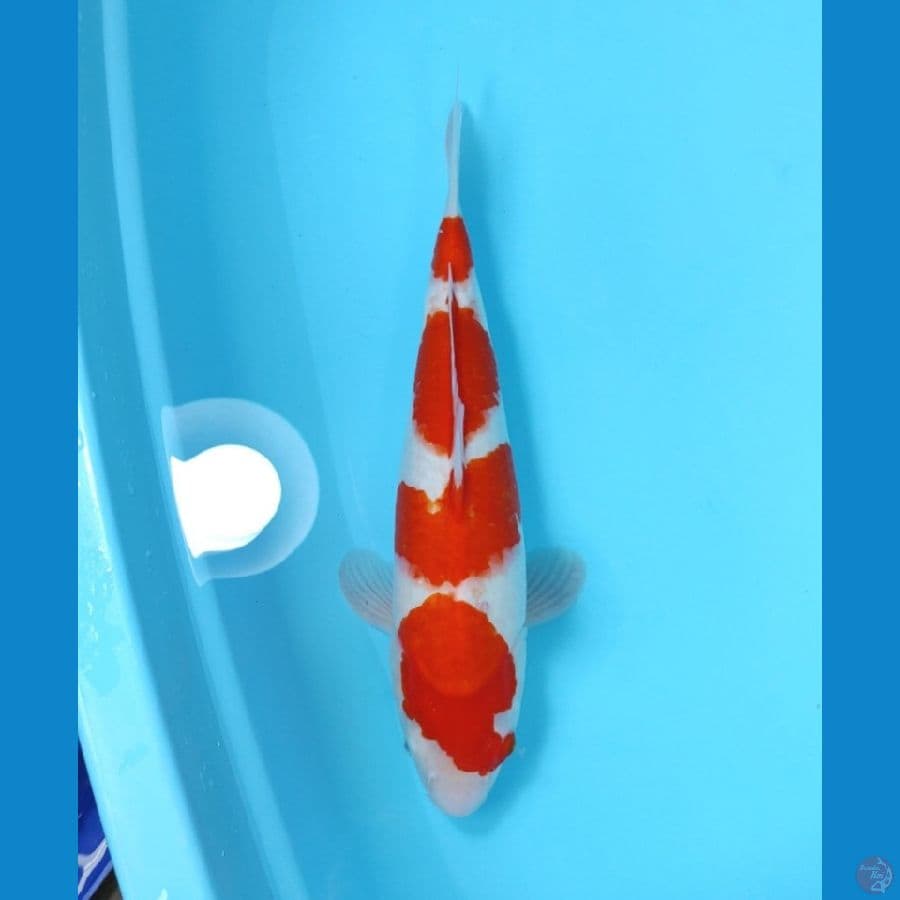 KOHAKU 44 CM - FEEMALE
