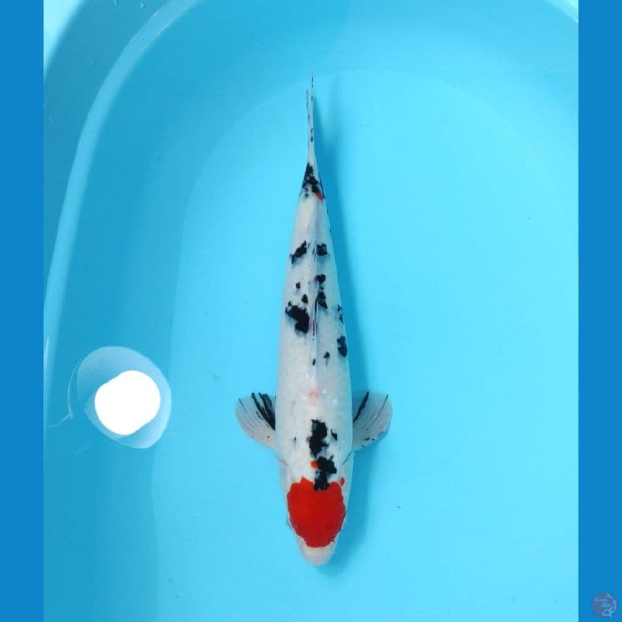 TANCHO SANKE 41 CM - MALE