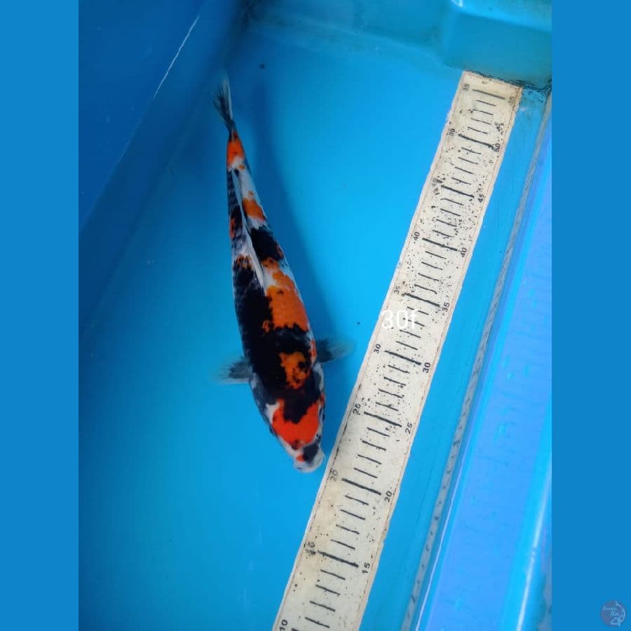 showa 30cm f