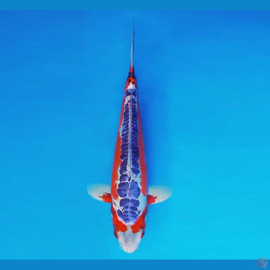 TENJIN 2 ~ Hi Shusui 34 cm/male ™