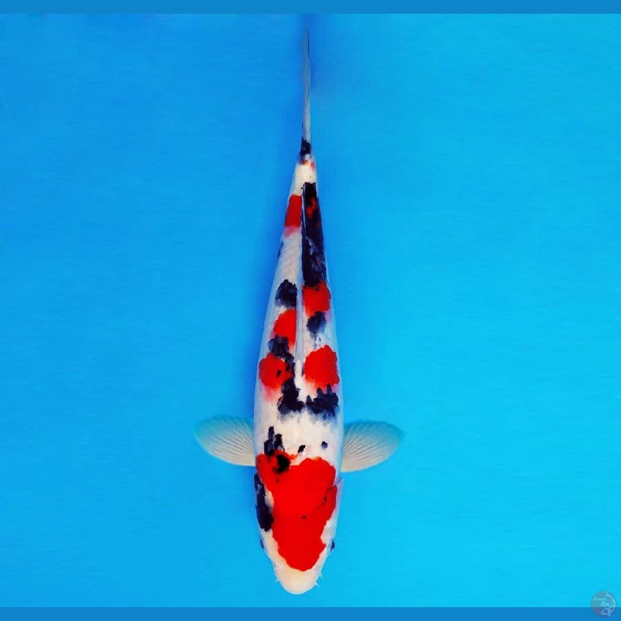 TENJIN 3 ~ Sanke 36 cm/male ™