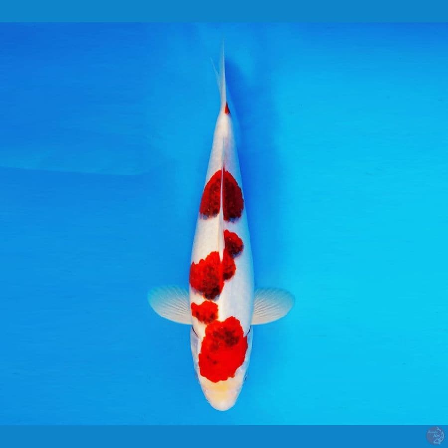 TENJIN 5 ~ Ai Goromo 35 cm/fm ™