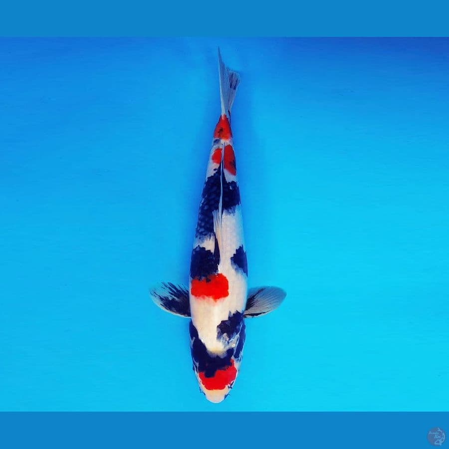 TENJIN 7 ~ Kindai Showa 36 cm/fm ™