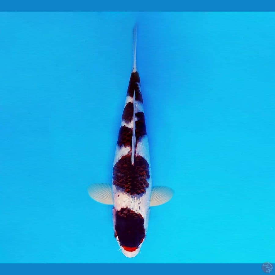 TENJIN 9 ~ Budo Goromo 40 cm/fm ™