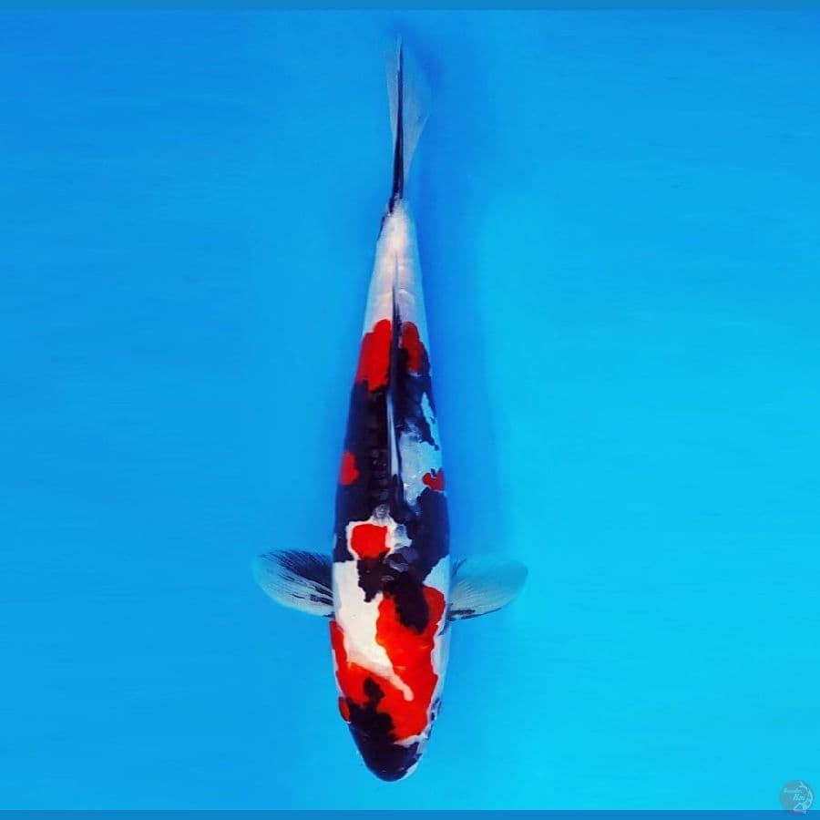 TENJIN 10 ~ Showa Doitsu 33 cm/fm ™