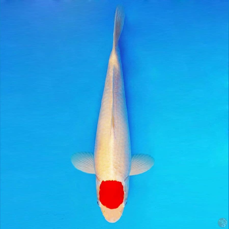 TENJIN 12 ~ Original Tancho 40 cm/male ™
