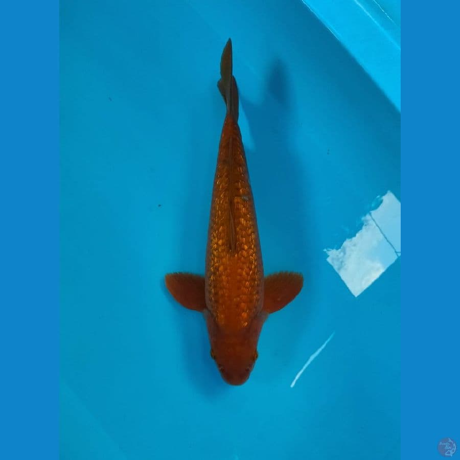 chagoi ginrin ±35cm male