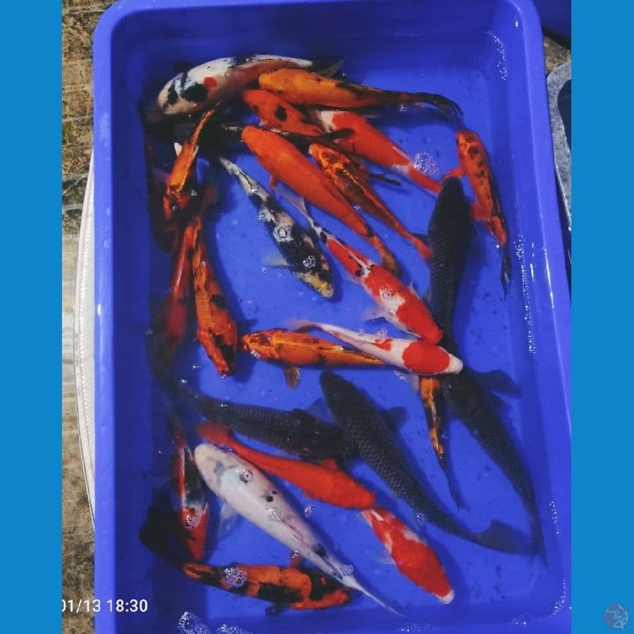 26ekor 20an cm mix