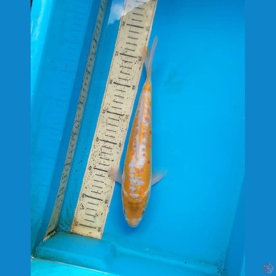 Kikoshui 30cm