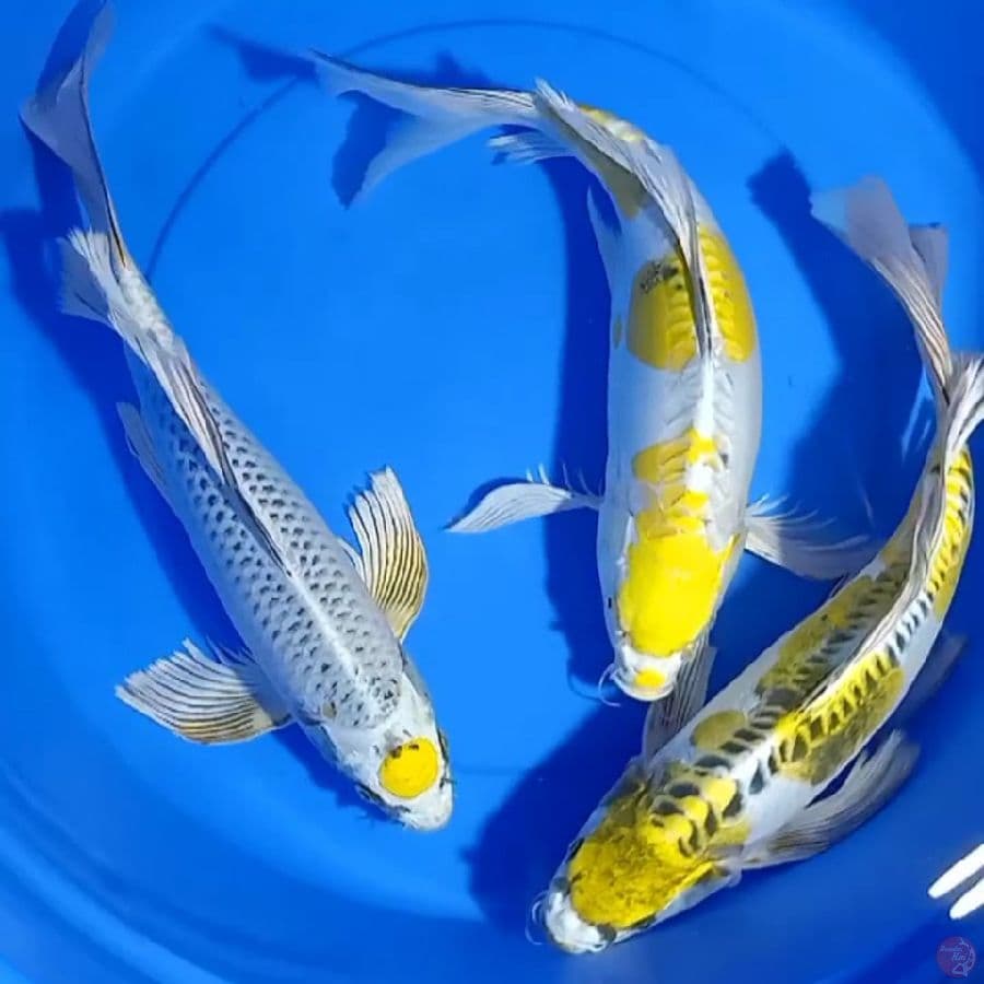 3 ekor, 40_41cm . Kumpay antikan yellow kikokuryu mix