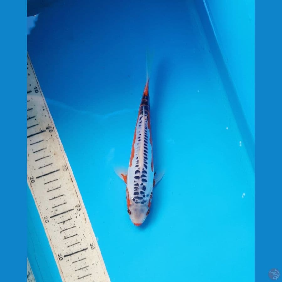 Shusui 20cm
