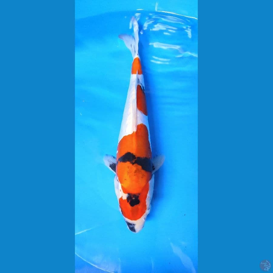 doitsu murni 33 cm