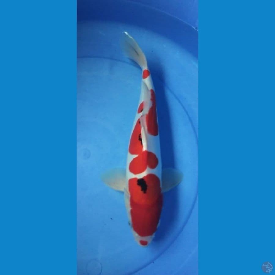 sanke doit 40cm (M)