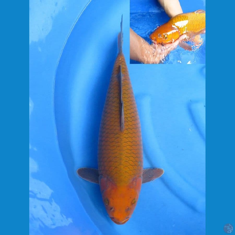 penjinak punuk