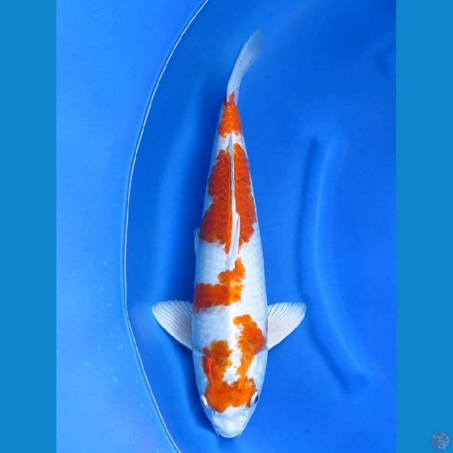 hariwake jumbo ori