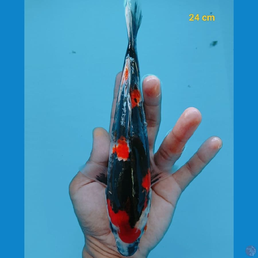 kindai 24 cm