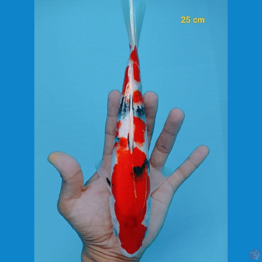 Showa 25 cm