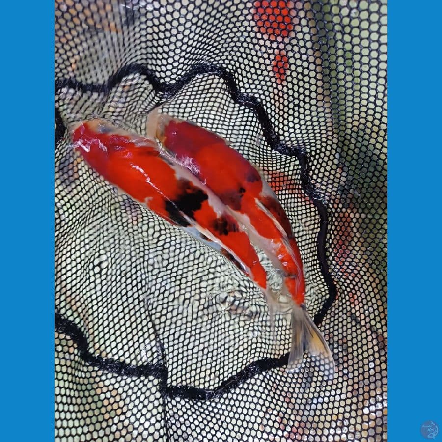 strong male 25 cm