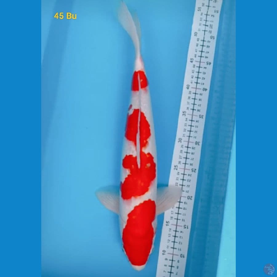 kohaku 45 Bu