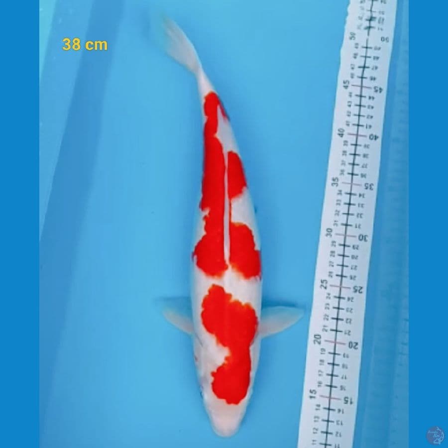 kohaku 38 cm