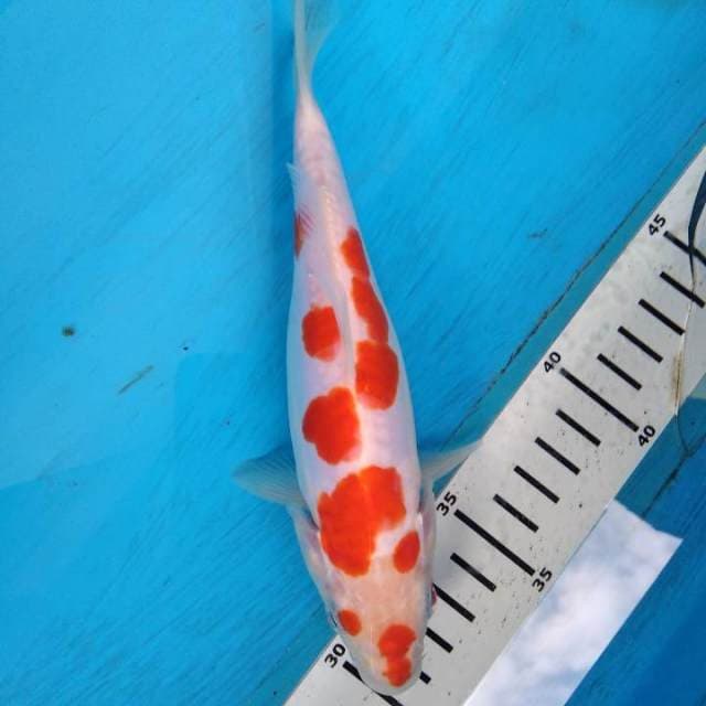 Kohaku