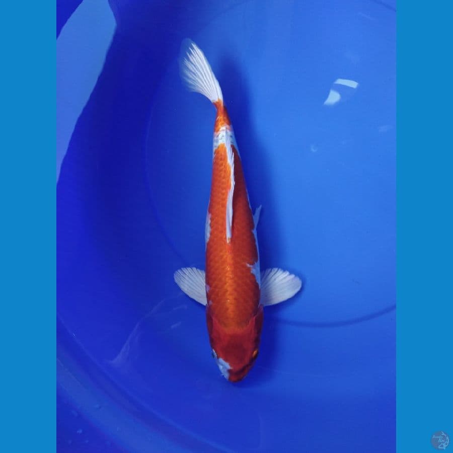hikarimo jantan 35 cm