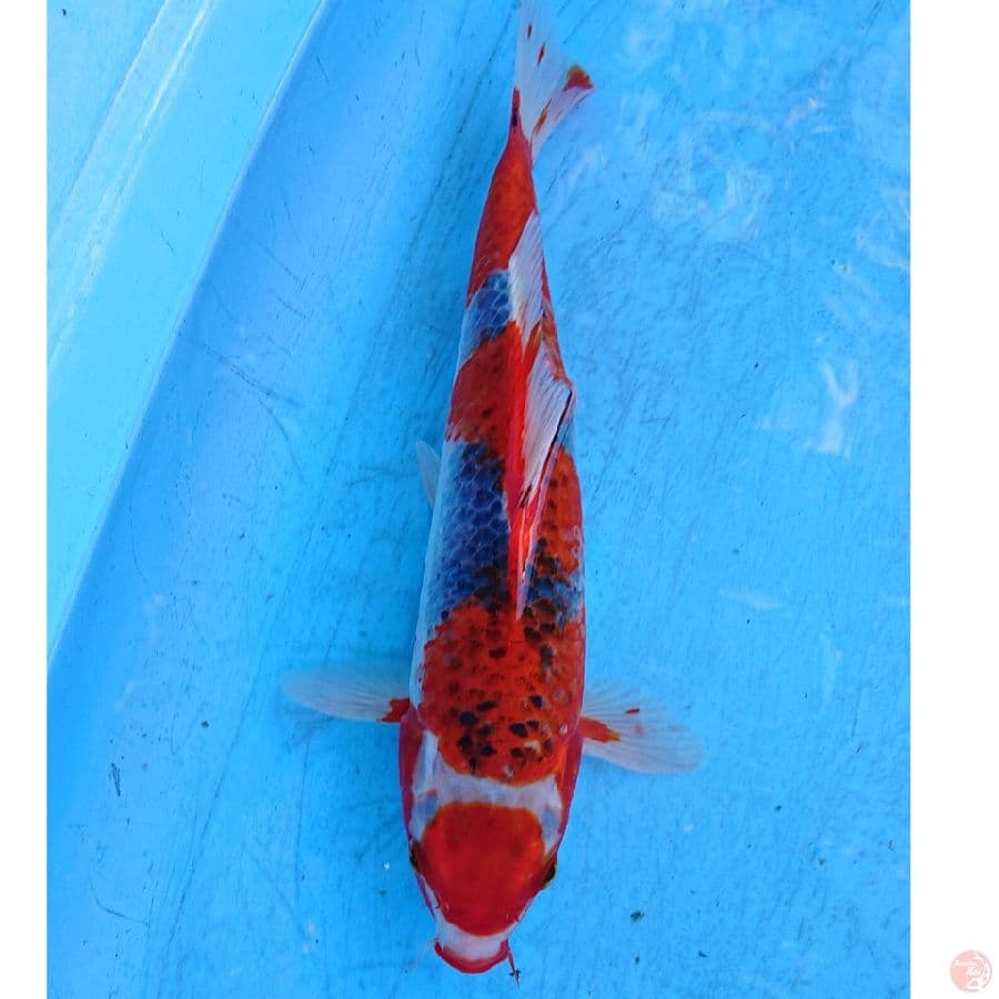 GHOSIKI 37 CM