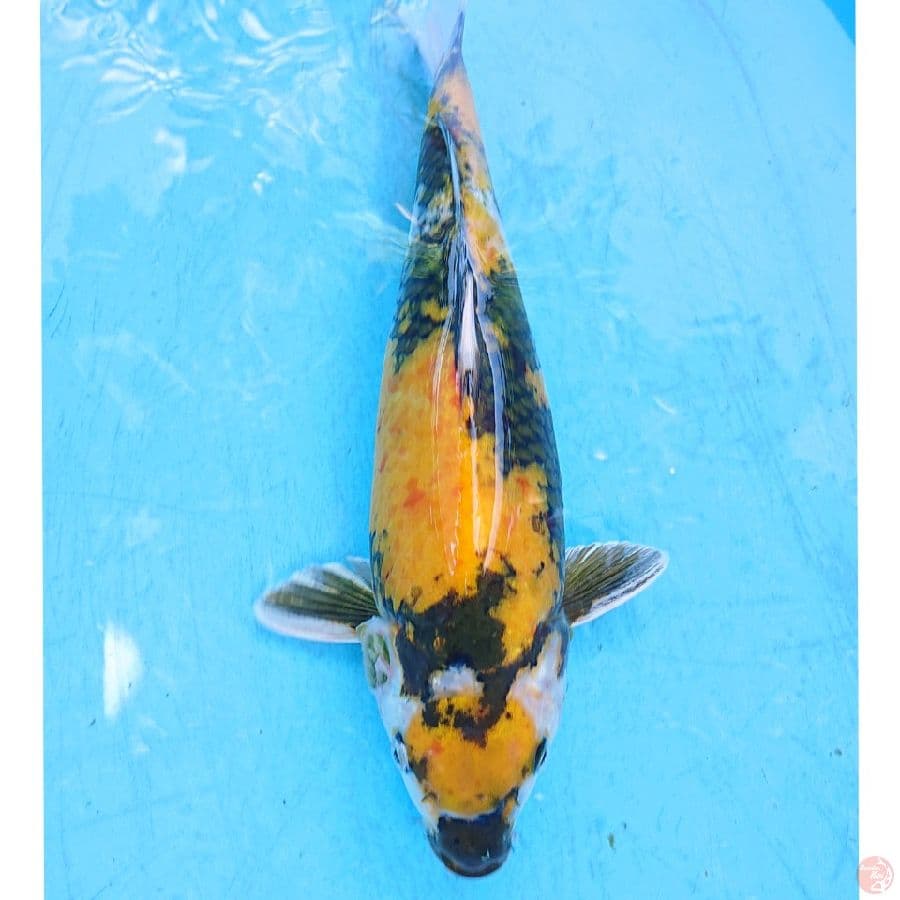 MARUTEN KI SHOWA 40 CM