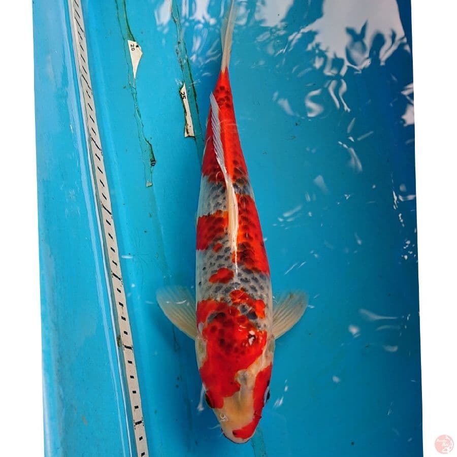 GHOSIKI 33 CM