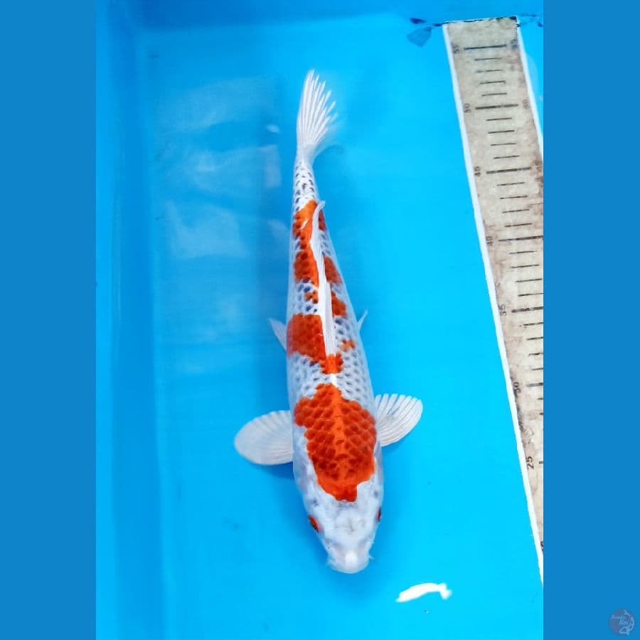 Kujaku 30cm/ male