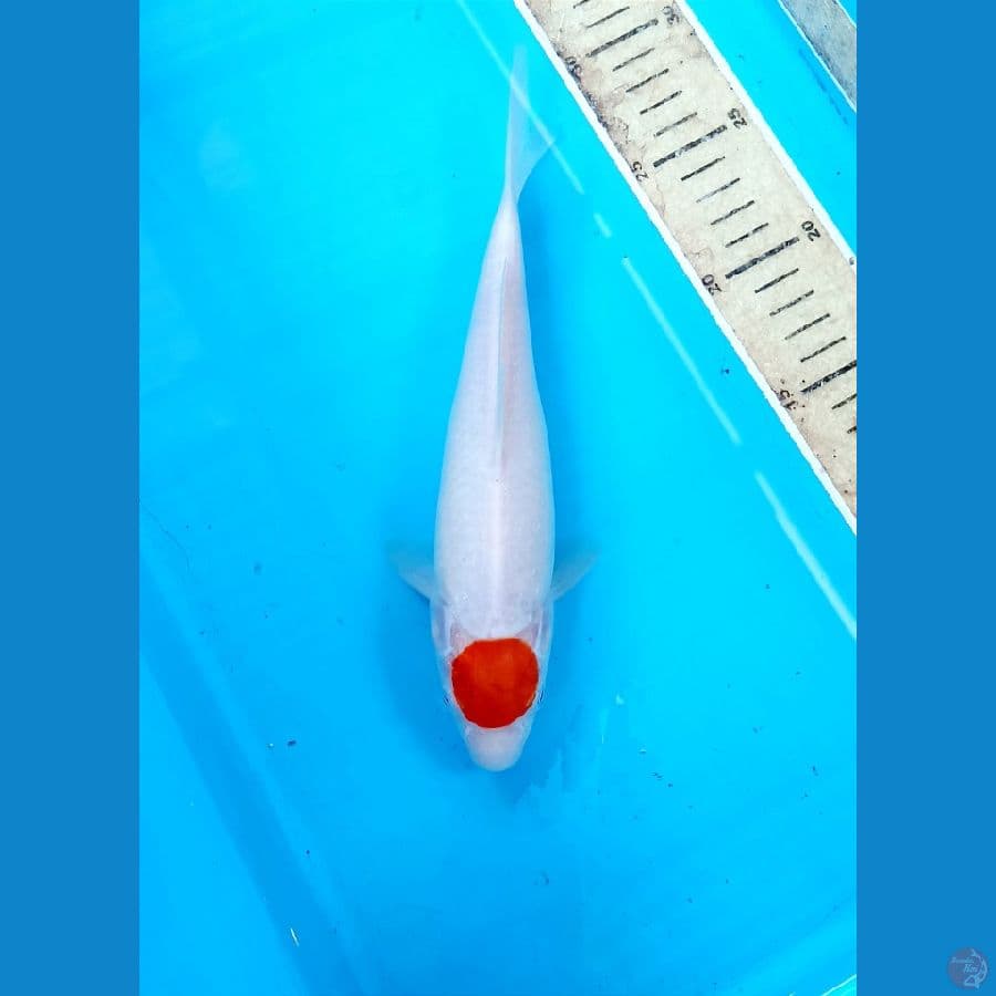 Tancho 25cm
