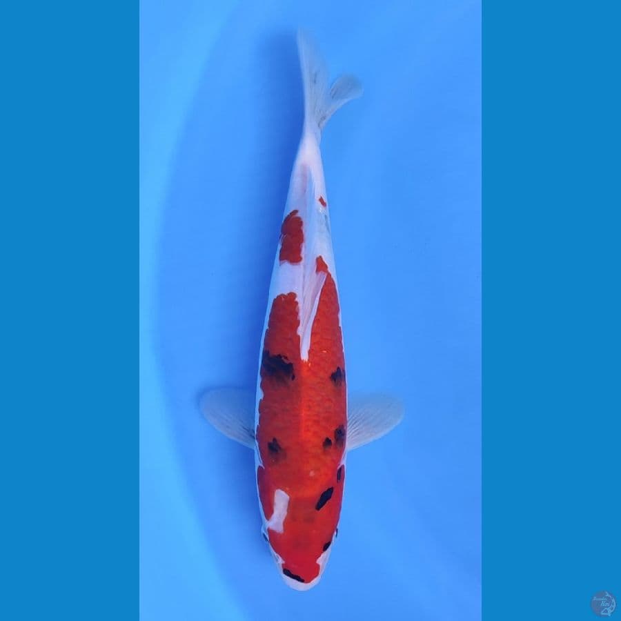 SHOWA 30CM HQ BAHAN KEEP BAGUS~male