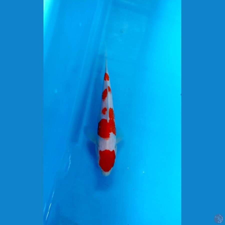 Kohaku 20cm