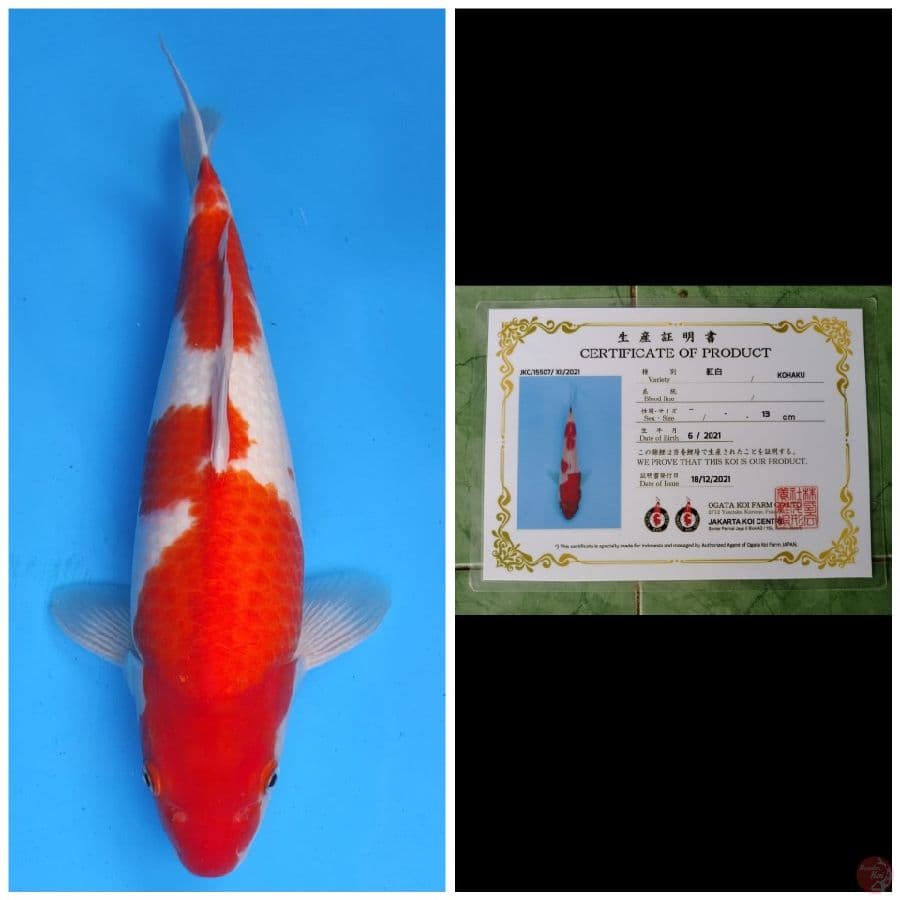 Ogata Kohaku