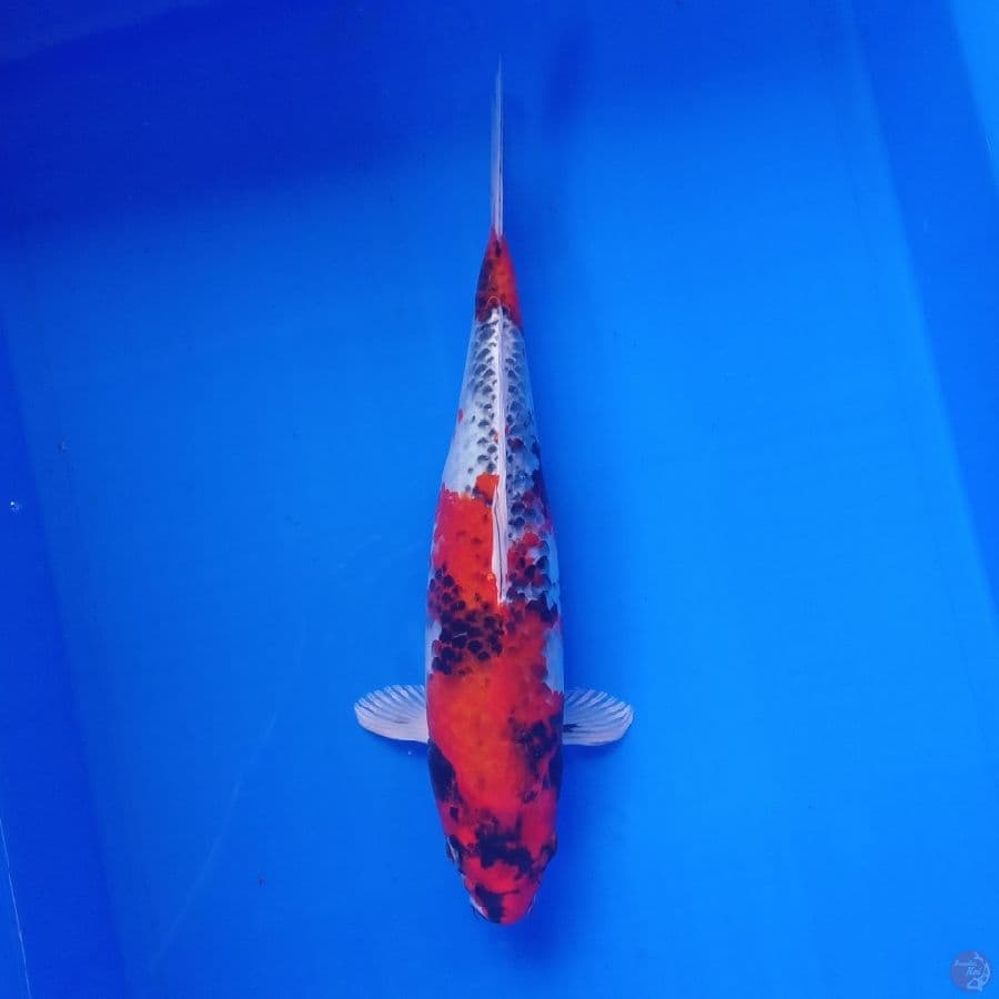 KIN SHOWA JOSS 35CM