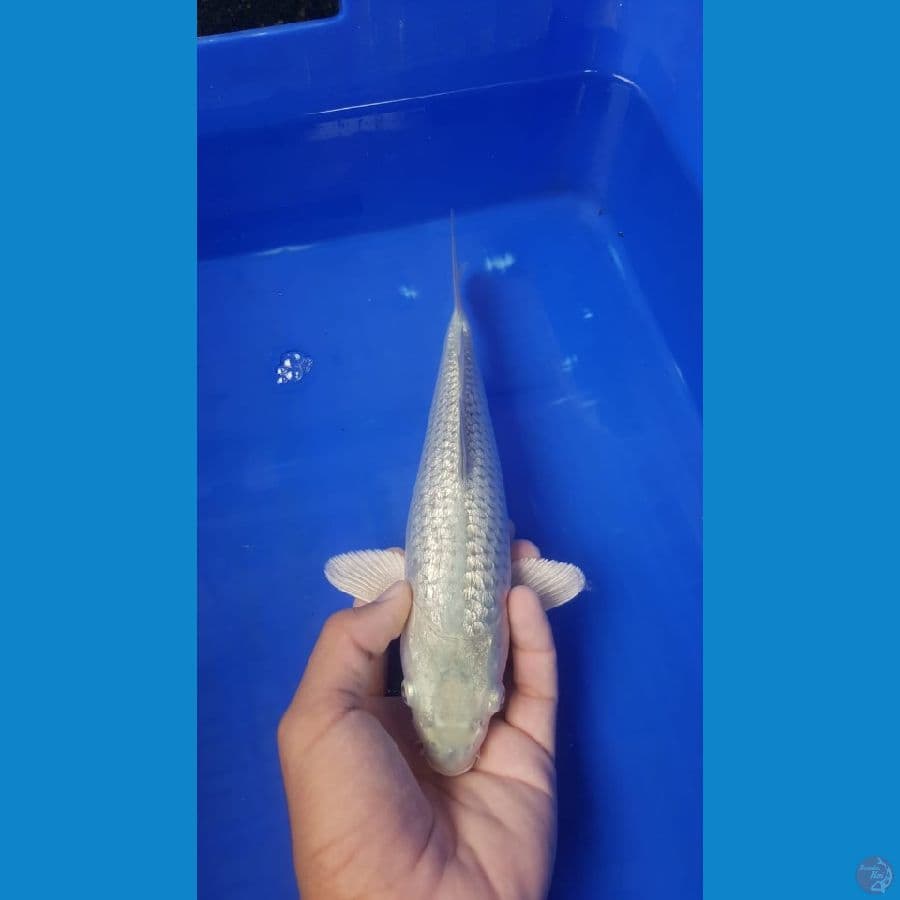 Suragoi fuull ginrin 27cm SQ