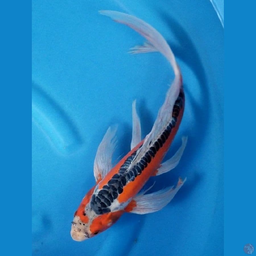 HANA SHUSUI 39 CM