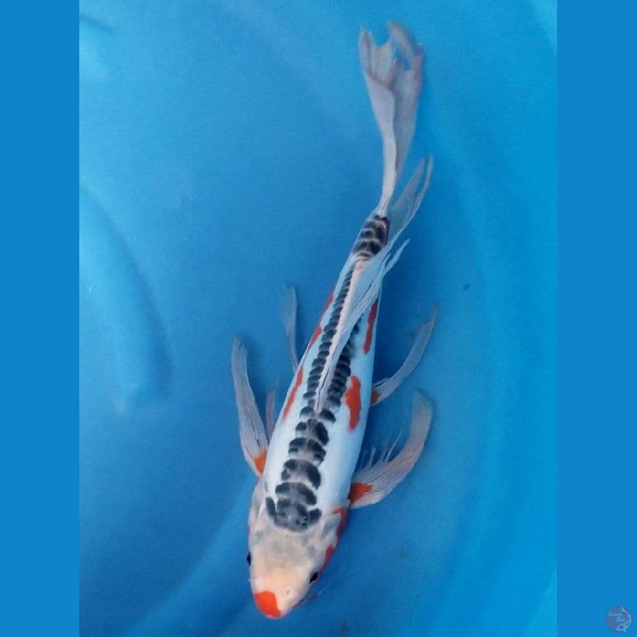 SHUSUI 37 CM
