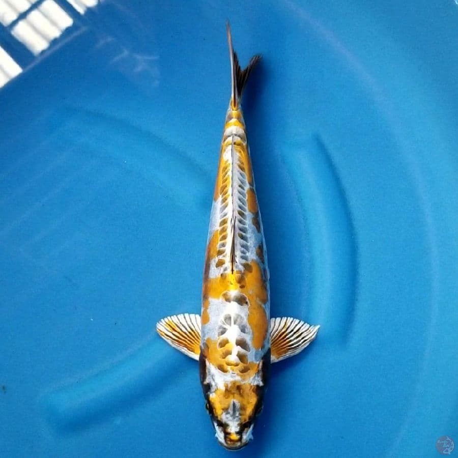 KIN KIKOKURYU 36 CM MALE